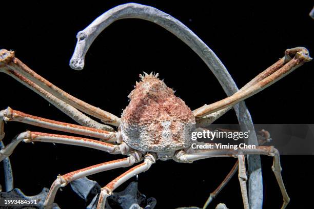 119 Japanese Crab Spider Stock Photos, High-Res Pictures, and Images