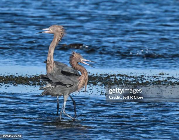 mating reddish egret pair together in shallow waters - mating dance stock pictures, royalty-free photos & images