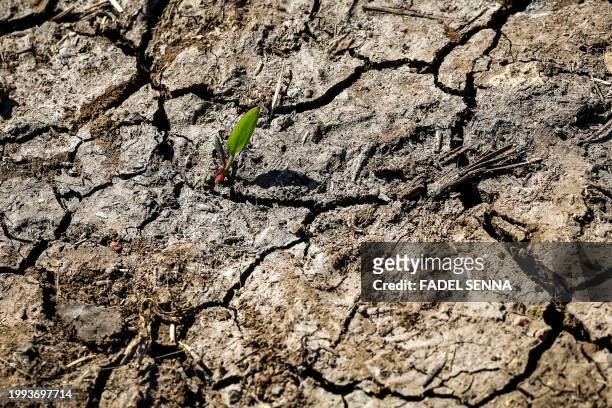 Picture shows the sprout of a plant at a dry cereal field in Berrechid, Morocco's historically wheat-rich province situated some 40 kilometres...