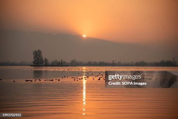 Migratory birds float on water of Dal Lake during sunset.