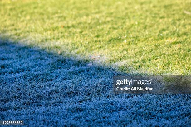 frost in shade, thaw in sun - water whorl grass stock pictures, royalty-free photos & images