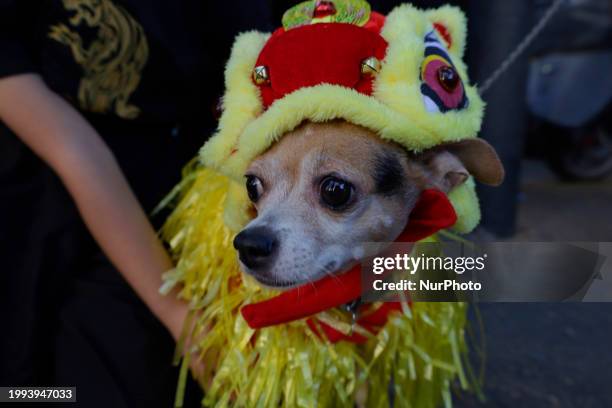 Dog is disguised as a Chinese dragon in Mexico City's Viaducto La Piedad Chinatown, where celebrations are being held for the Chinese New Year of the...