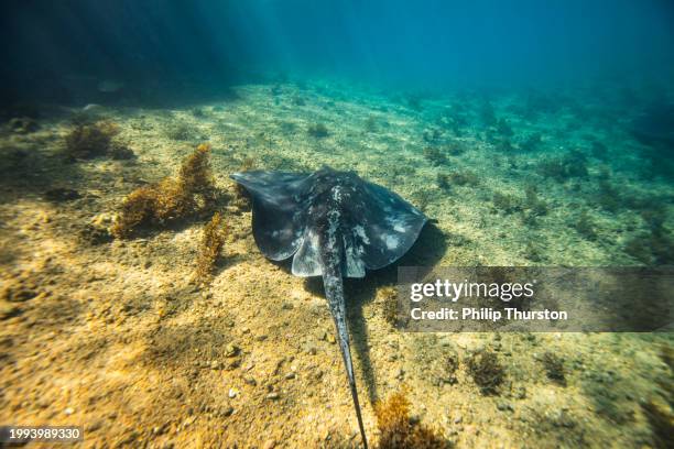 close up of a large black stingray swimming along the sandy bottom of an inlet - stingray stock pictures, royalty-free photos & images