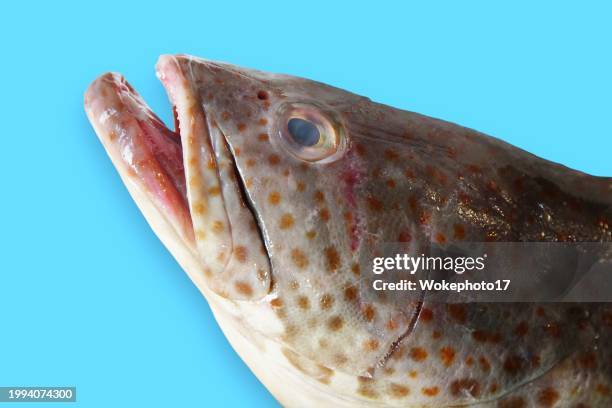 grouper fish - fischmousse stock-fotos und bilder