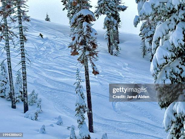 powder day, lone snowboarder making turns waist deep in powder snow at empty ski resort, black diamond forested terrain, ski and snowboard tracks, fresh deep snow, sugar bowl ski resort, high sierra mountains california, donner summit - donner summit stock pictures, royalty-free photos & images