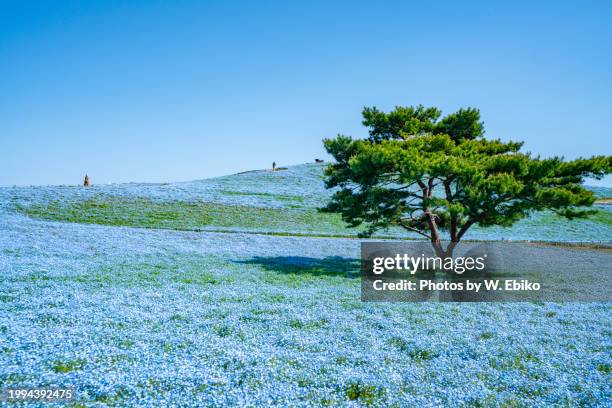 nemophila field in hitachi seaside park - 茨城県 stock pictures, royalty-free photos & images