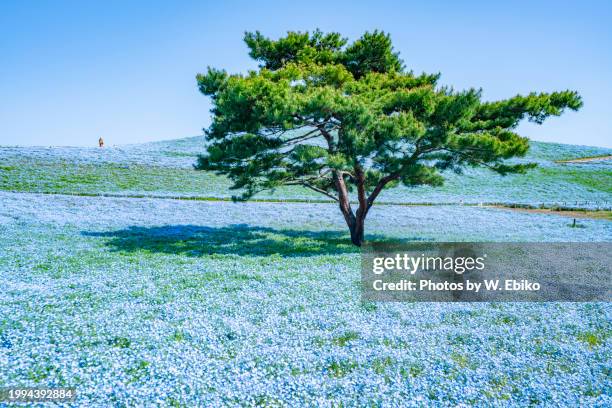 nemophila field in hitachi seaside park - 茨城県 stock pictures, royalty-free photos & images