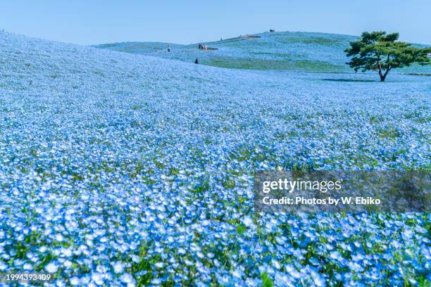 nemophila field in hitachi seaside park - 茨城県 stock pictures, royalty-free photos & images