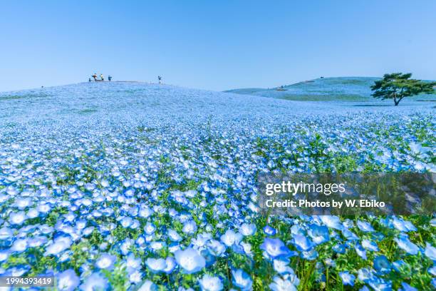 2,150 Nemophila Stock Photos, High-Res Pictures, and Images