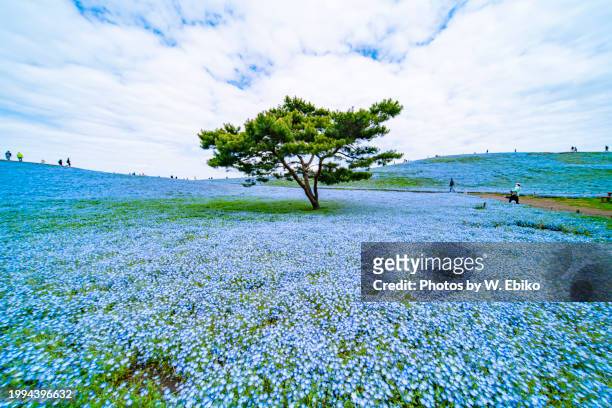 nemophila field in hitachi seaside park - 茨城県 stock pictures, royalty-free photos & images