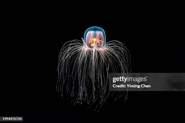 immortal jellyfish (turritopsis dohrnii) - eternidad fotografías e imágenes de stock