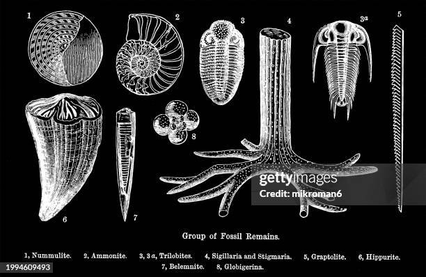 old engraved illustration of group of fossil remains - silúrico fotografías e imágenes de stock