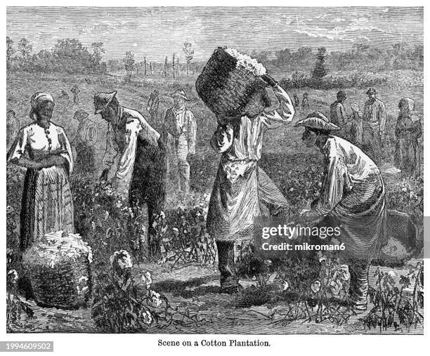 old engraved illustration of cotton plantation - prayer book stock pictures, royalty-free photos & images