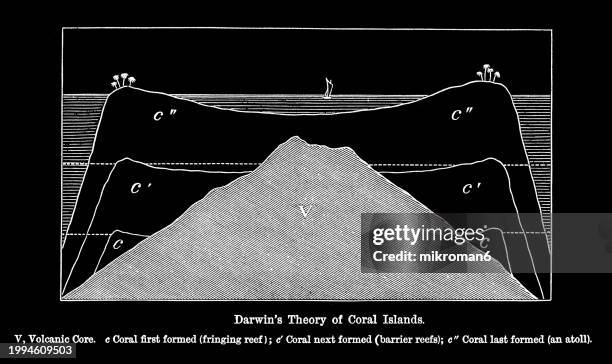 old engraved illustration of darwin's theory of coral islands - aquatic organism stock pictures, royalty-free photos & images