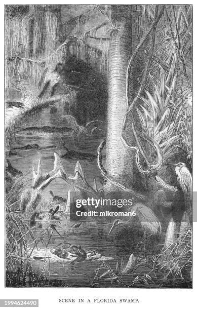 old engraving illustration of a swamp in florida,  united states - cypress tree illustration stock pictures, royalty-free photos & images