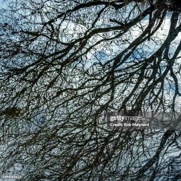 reflection between lake and tree - grove stock pictures, royalty-free photos & images