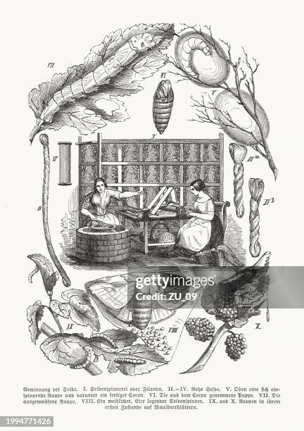 production of silk, wood engraving, published in 1869 - silk moth stock illustrations