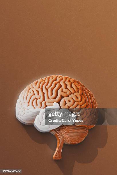 paper craft human brain illustration - cerebelo - fotografias e filmes do acervo