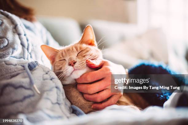 close-up shot of a female pet owner’s hand petting her tabby cat’s face while he is sleeping on her lap on sofa - blanket texture stock pictures, royalty-free photos & images