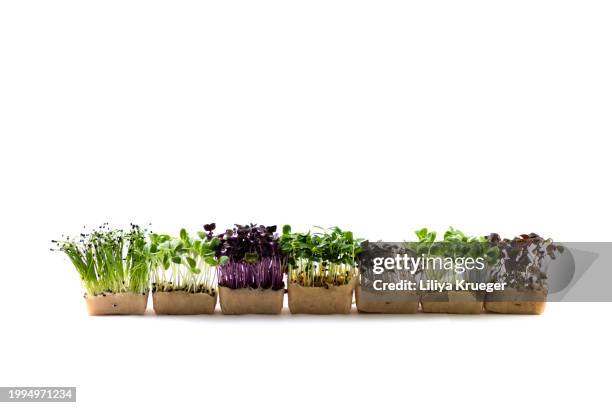 various microgreens on a white background. - microgreen stock pictures, royalty-free photos & images