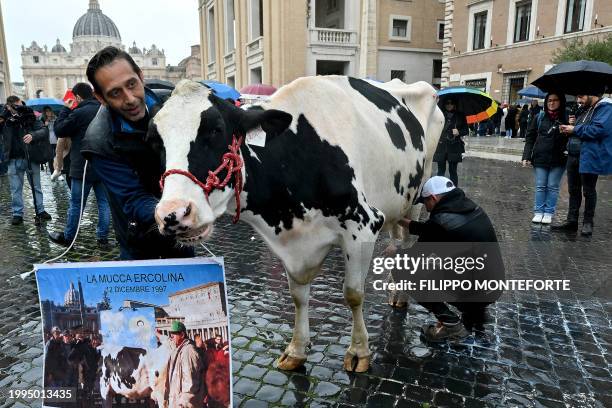 Farmers milk the cow Ercolina during a protest by St.Peter's Square at the Vatican in Rome, on Febuary 11 . Prime Minister Giorgia Meloni met with...