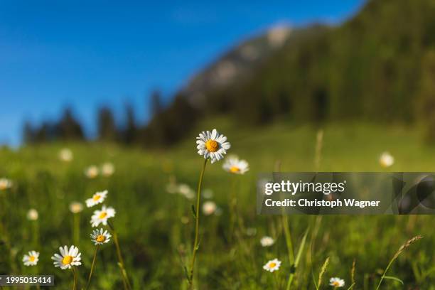 frühling, gänseblümchen - gänseblümchen stock pictures, royalty-free photos & images