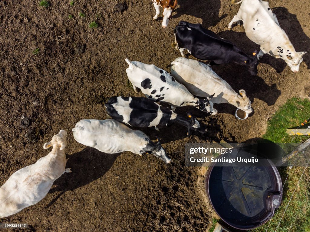 Aerial view of cows on fenced field
