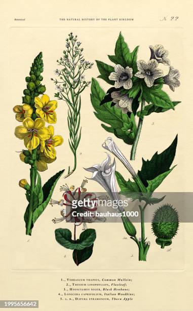 ilustrações, clipart, desenhos animados e ícones de flowering plants, plant kingdom, victorian botanical illustration, circa 1853 - campanula liliaceae