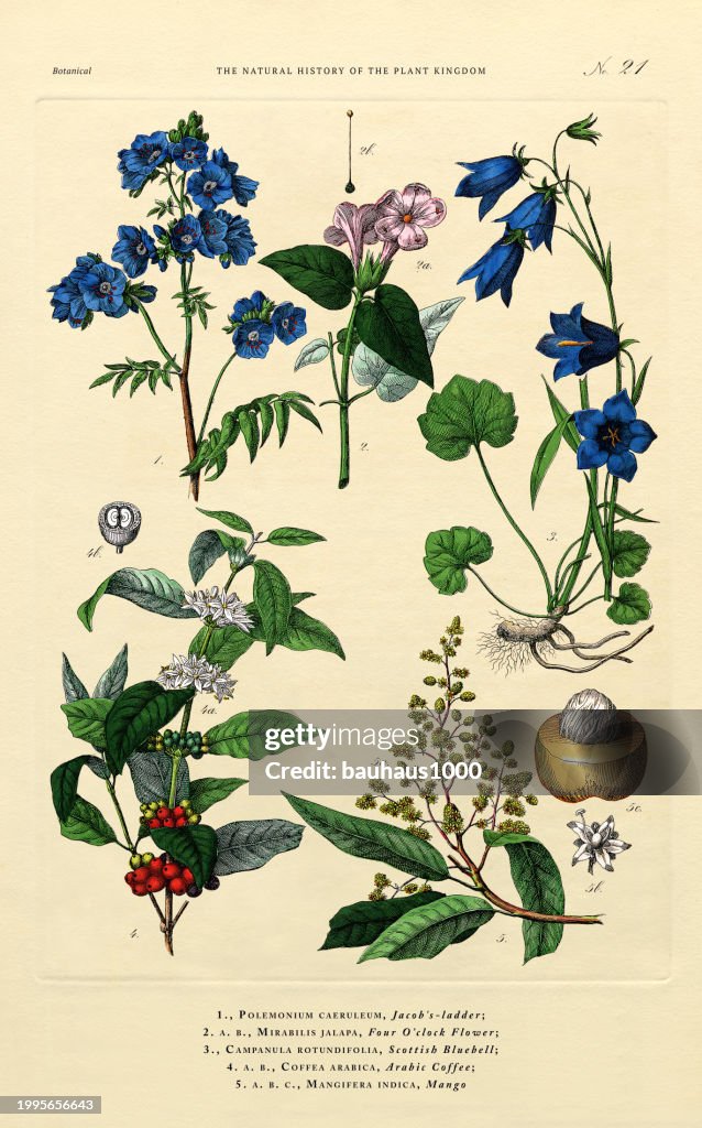 Flowering Plants, Plant Kingdom, Victorian Botanical Illustration, Circa 1853