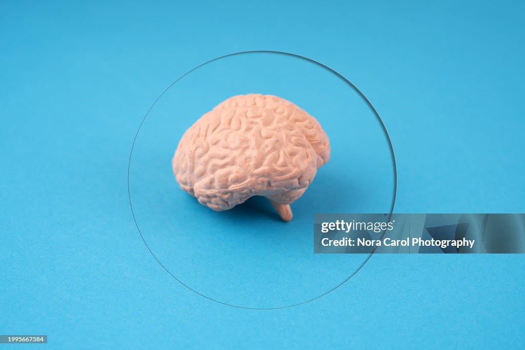 Human Brain Model on Blue Background