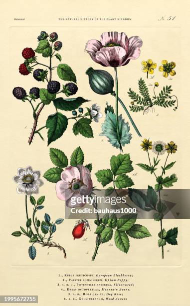 fruit and flowering plants, plant kingdom, victorian botanical illustration, circa 1853 - poppy plant stock-grafiken, -clipart, -cartoons und -symbole