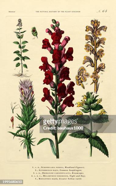 antique engraving, herbaceous and flowering plants, plant kingdom, victorian botanical illustration, circa 1853 - digitalis grandiflora stock illustrations