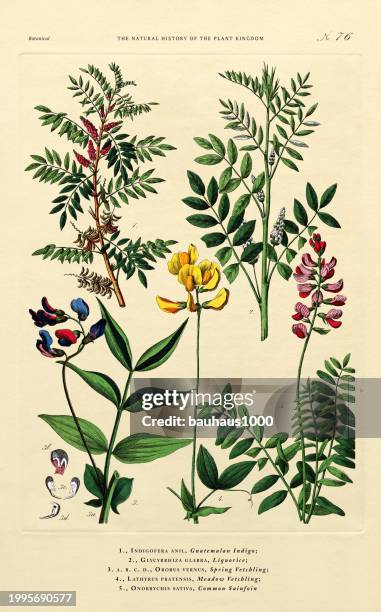 perennial and flowering plants, plant kingdom, victorian botanical illustration, circa 1853 - licorice stock illustrations