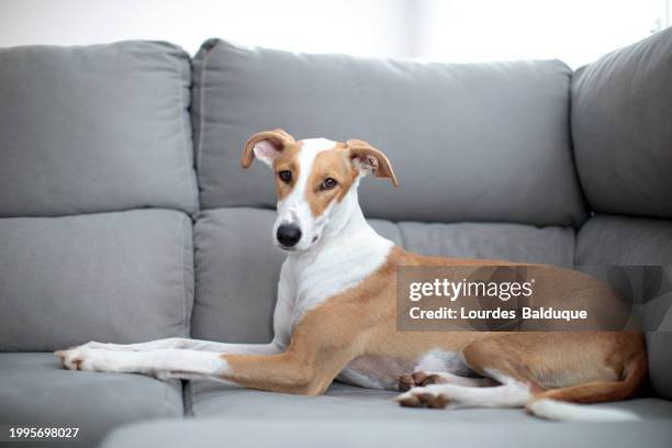 dog sitting on a sofa looking at camera - galgo stock pictures, royalty-free photos & images