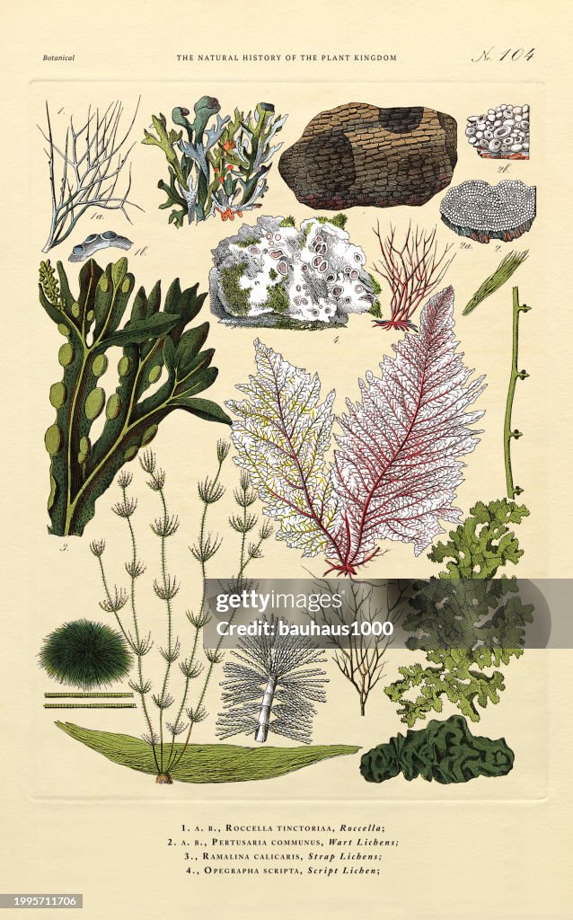 Mushrooms, Fungi and Lichens, Plant Kingdom, Victorian Botanical Illustration, Circa 1853