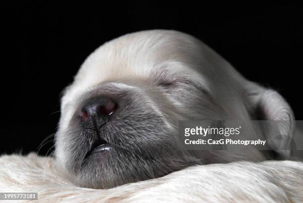 litter of newborn shih tau, lhasa apso puppies with their mum - lhasa apso puppy stock pictures, royalty-free photos & images