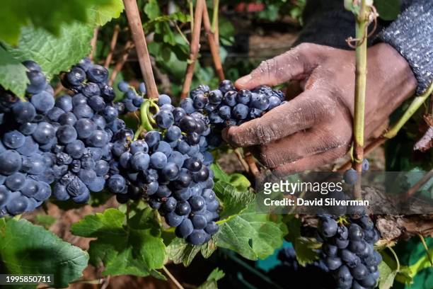 African farm laborers work through the night, harvesting Pinot Noir wine grapes by torchlight to maintain freshness, for the Graham Beck Estate...