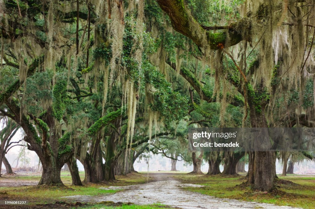Live Oak Trees Charleston South Carolina USA