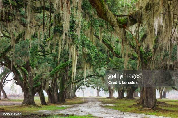 live oak trees charleston south carolina usa - groenblijvende eik stockfoto's en -beelden