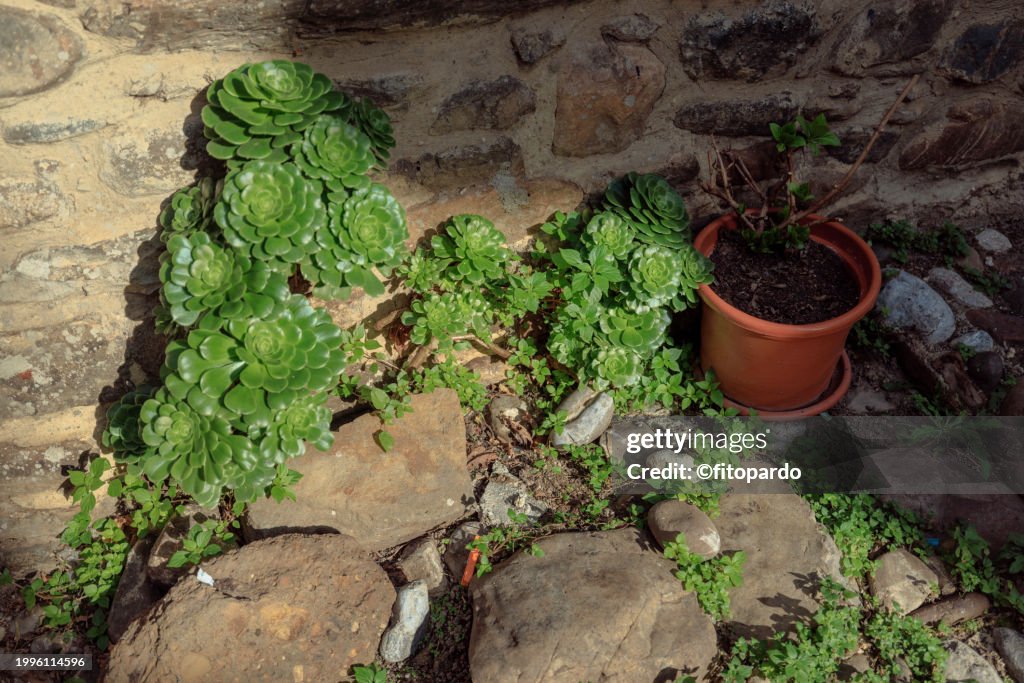 An Irish rose an Aeonium arboreum plant in Potes