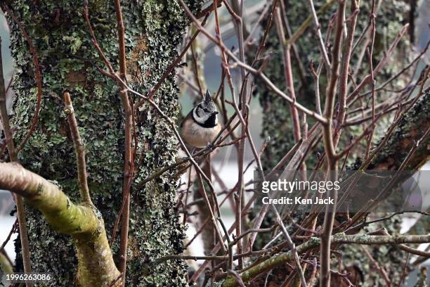 Crested tit sits on a branch beside Loch Morlich in the Cairngorms National Park on February 11, 2024 in Aviemore, Scotland. The elusive crested tit...