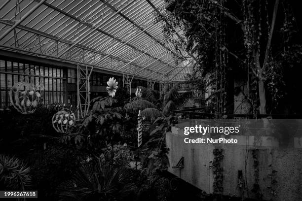 Plants are standing in the Barbican's Conservatory in London, England, on February 11, 2024.