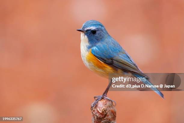 a happy blue bird, the lovely red-flanked bluetail (tarsiger cyanurus, family comprising flycatchers).

at koishikawa botanical park, bunkyo-ku, tokyo, japan,
photo by december 4, 2024. - flycatcher stock pictures, royalty-free photos & images