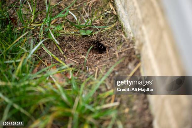 rodent hole in backyard - loch stock-fotos und bilder