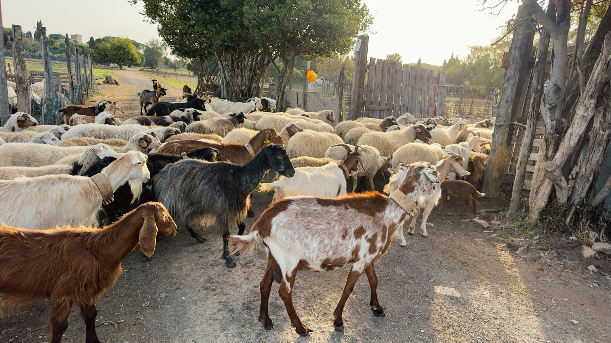 Herd of Goats in Italy Near Rome on the Appian Way and the Ancient Roman Aqueducts Herd of Goats in Italy Near Rome on the Appian Way and the Ancient Roman Aqueducts