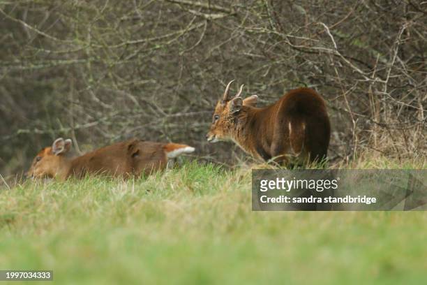 a buck muntjac deer, muntiacus reevesi, following a female muntjac deer in a field to see if she is ready for mating. - mating stock pictures, royalty-free photos & images