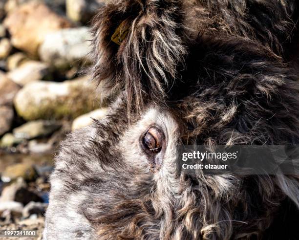 highland cows - bull face stock pictures, royalty-free photos & images