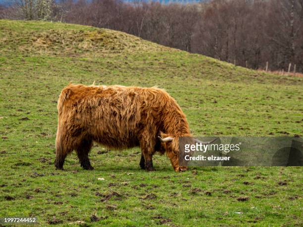 highland cows - bull face stock pictures, royalty-free photos & images