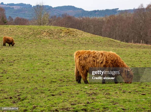 highland cows - bull face stock pictures, royalty-free photos & images