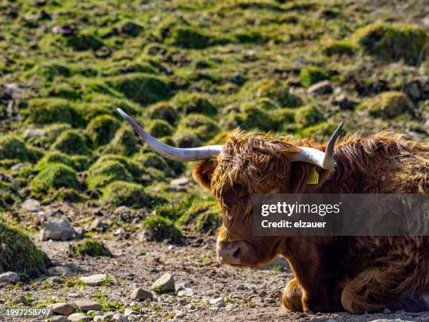 highland cows - bull face stock pictures, royalty-free photos & images